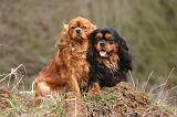CAVALIER KING CHARLES 755